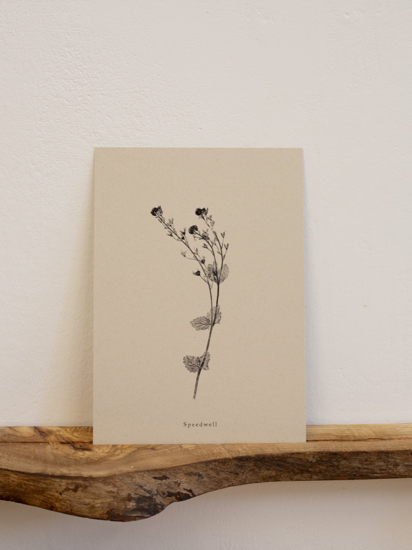 Speedwell - Botanical Art Print