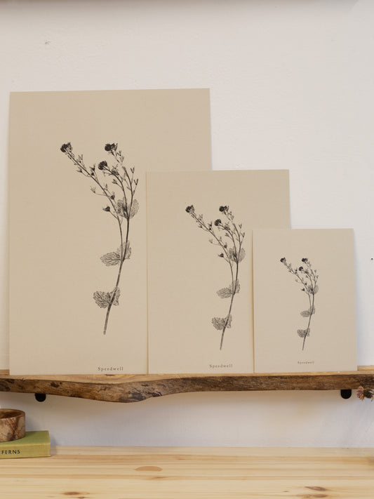 Speedwell - Botanical Art Print