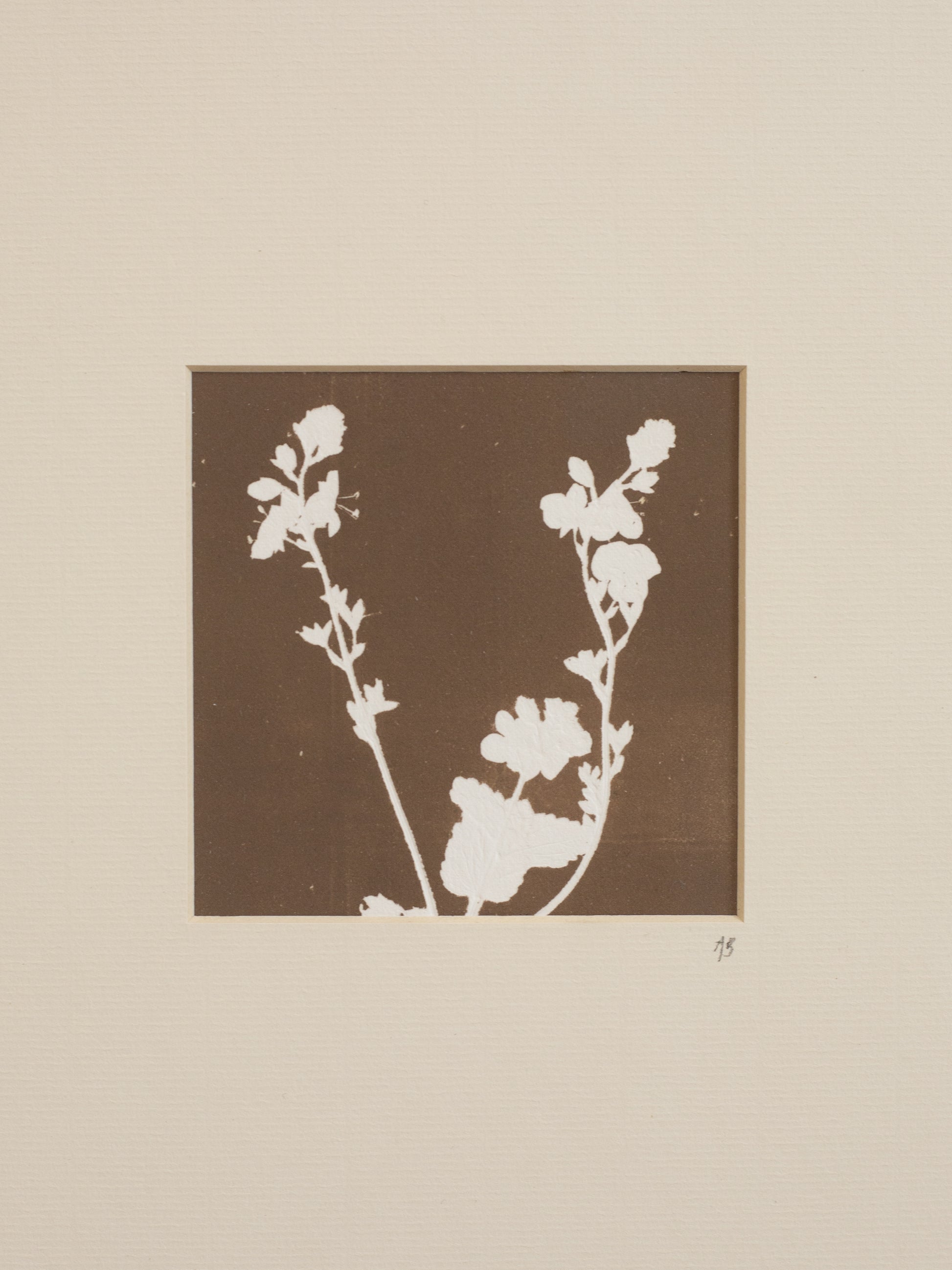 Silhouette of a plant on a brown background