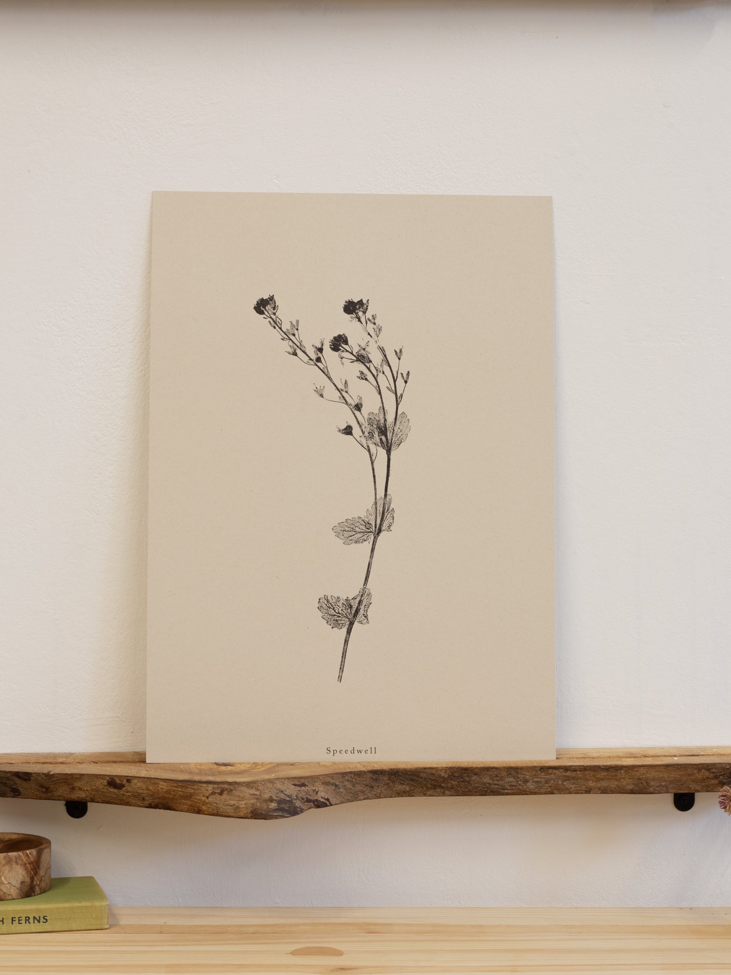 Speedwell - Botanical Art Print