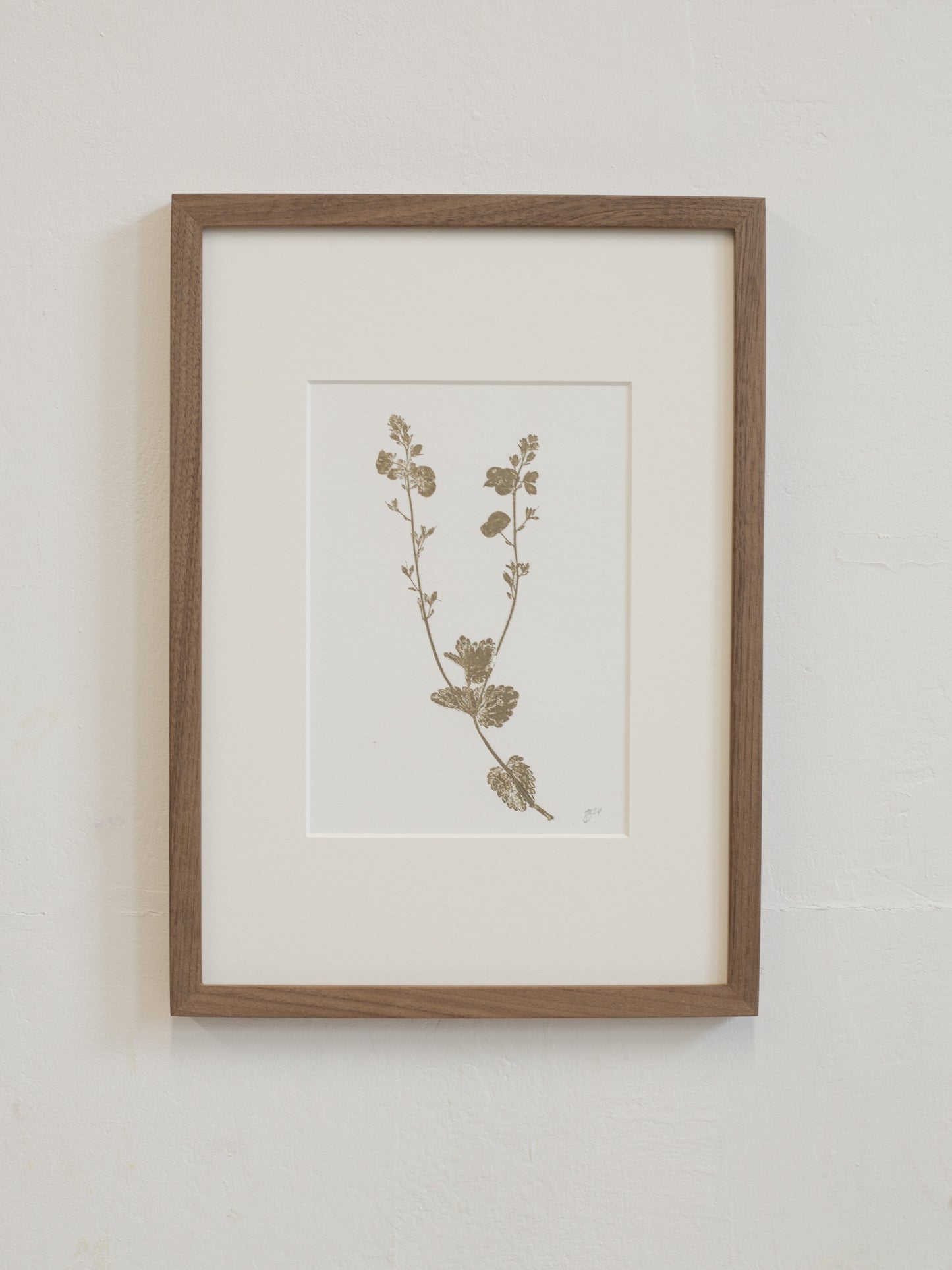 Framed botanical print of a plant on a white wall