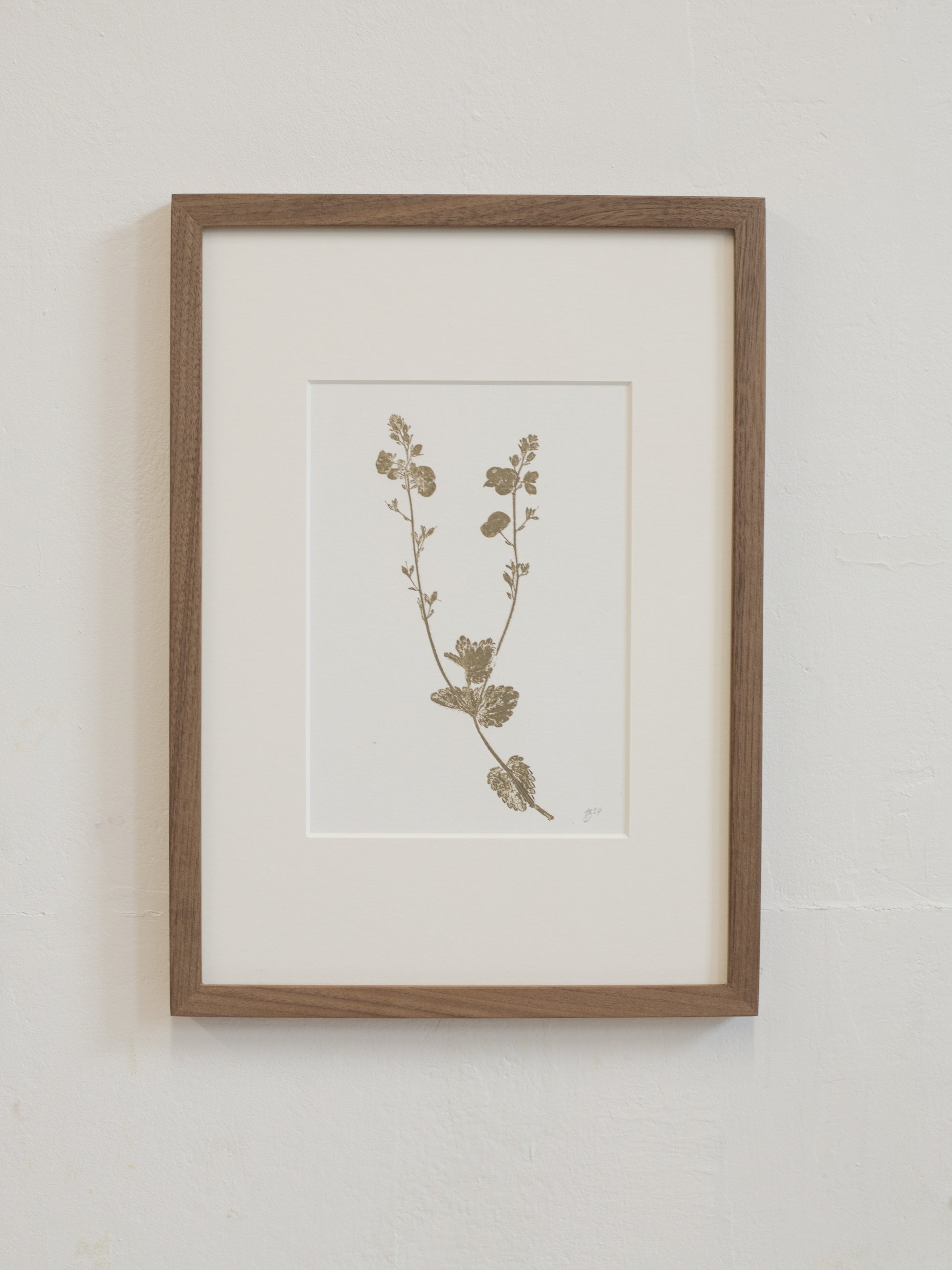 Framed botanical print of a plant on a white wall