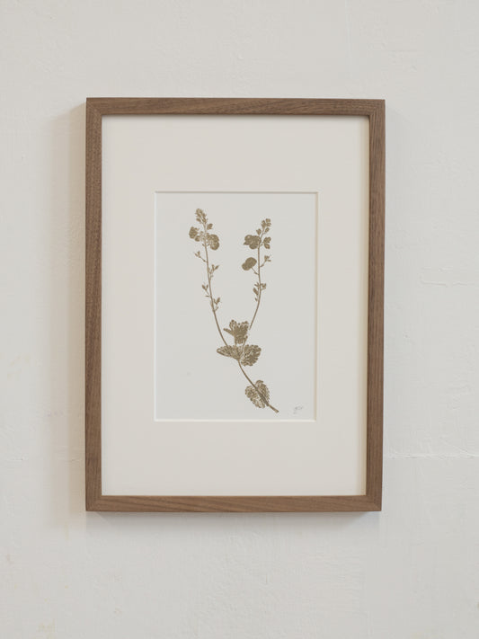 Framed botanical print of a plant on a white wall