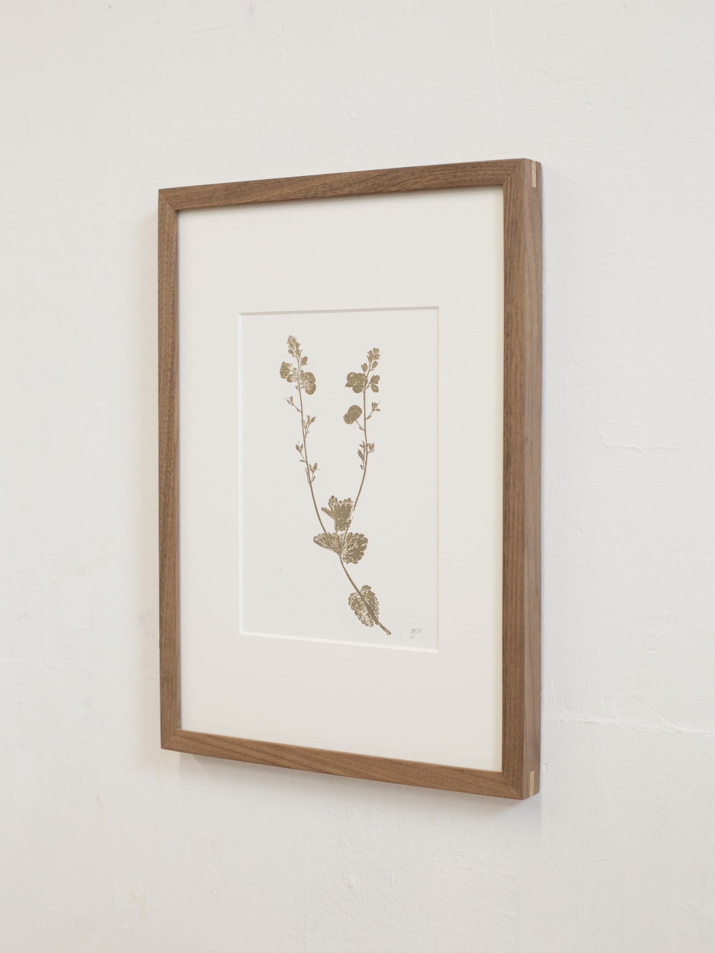 Framed botanical print on a white wall