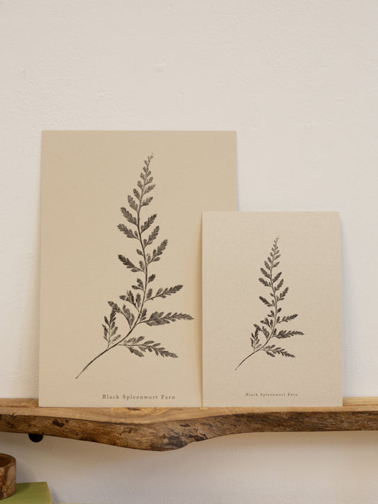Fern Print- Botanical Art Print