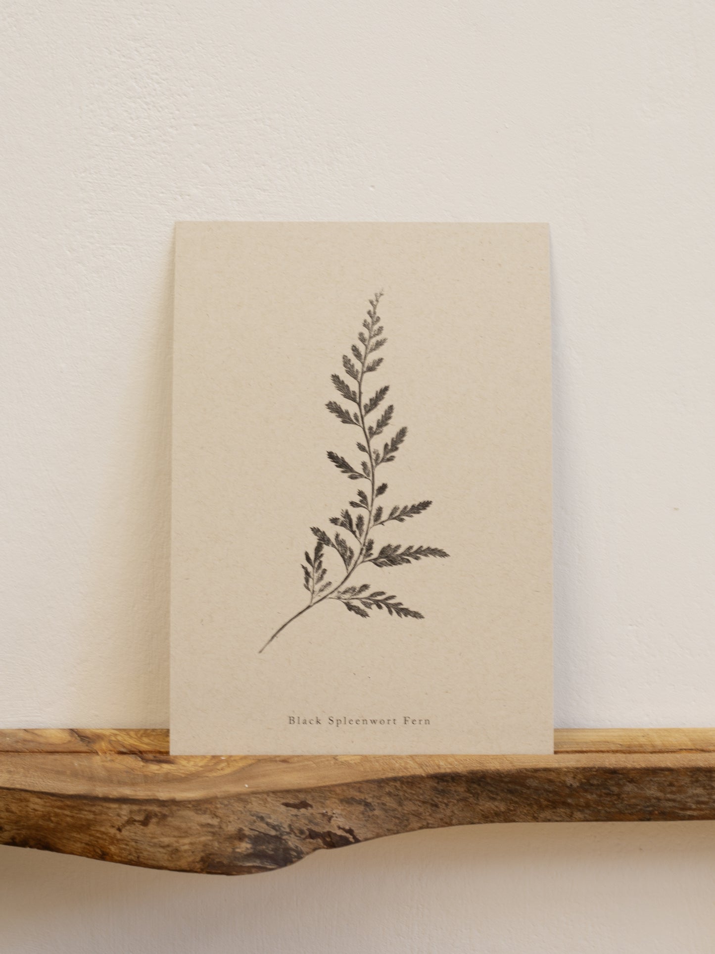 Fern Print- Botanical Art Print
