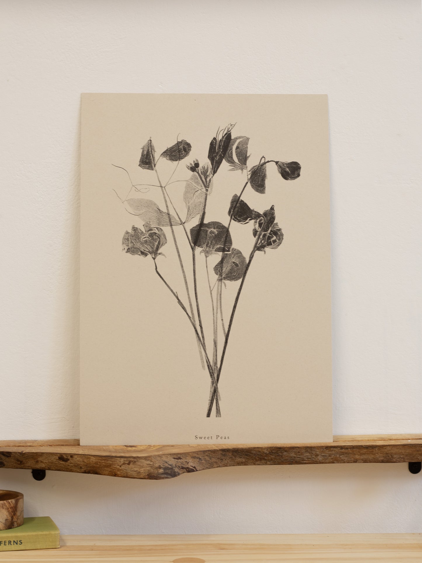 Sweet Peas - Botanical Art Print