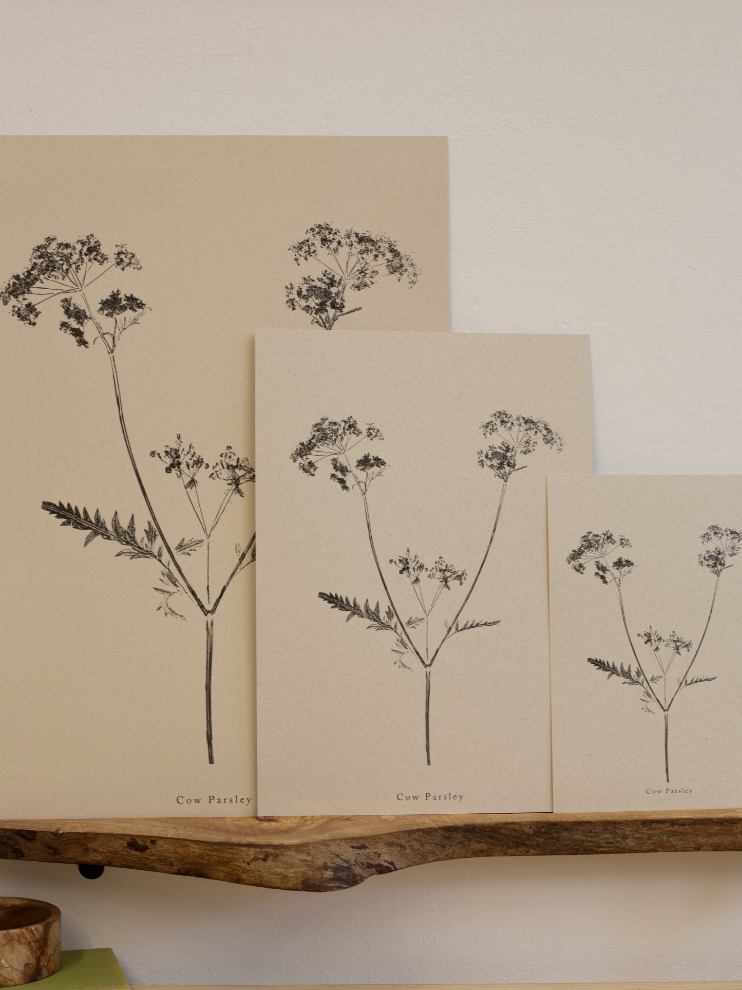 Cow Parsley - Botanical Art Print
