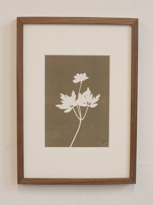 Wood Anemone 1 Flower Original Botanical Print Framed
