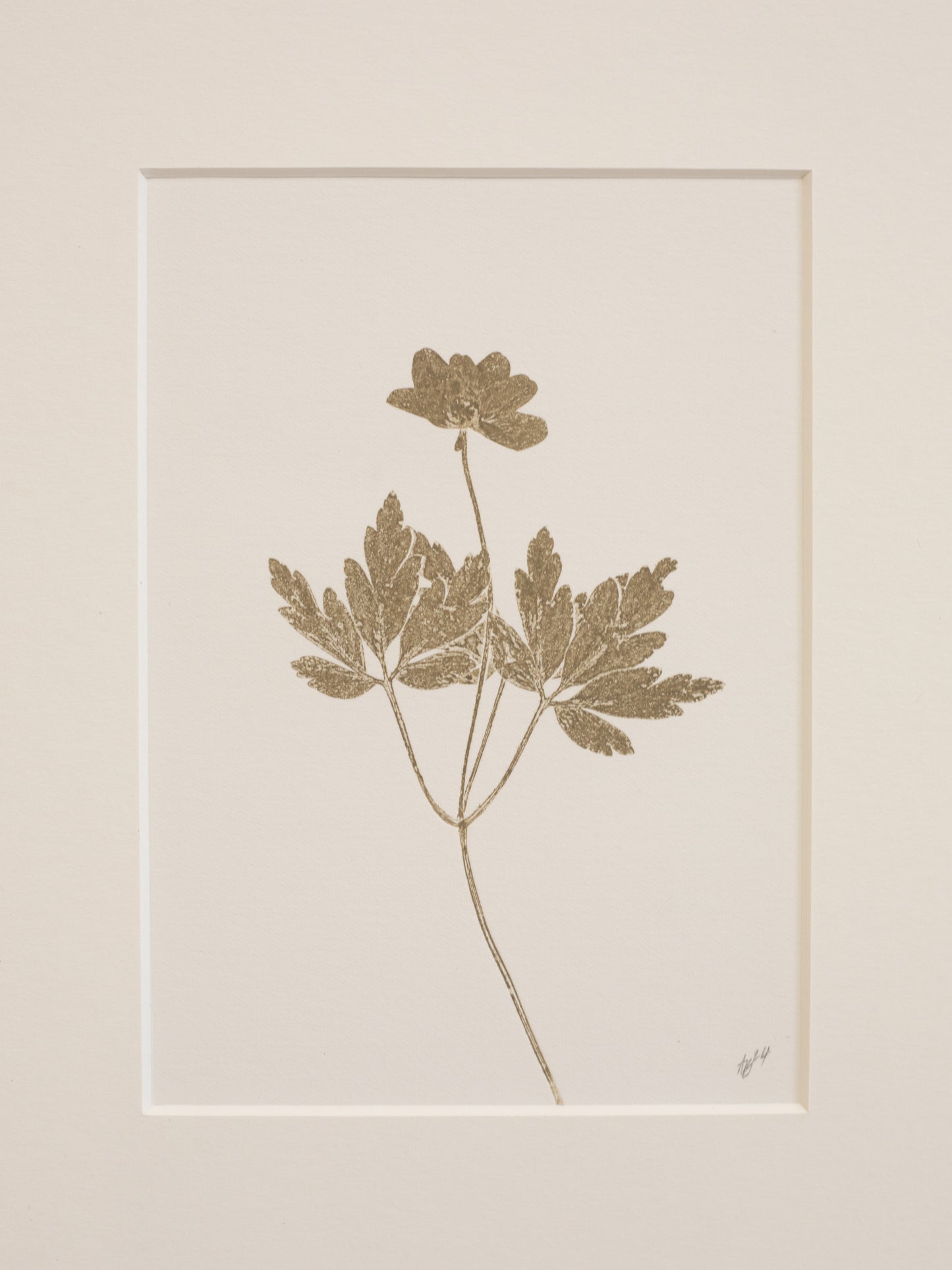 Botanical print of a wood anemone 