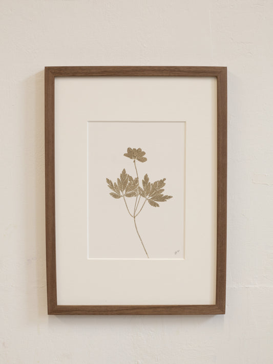 Framed botanical print 