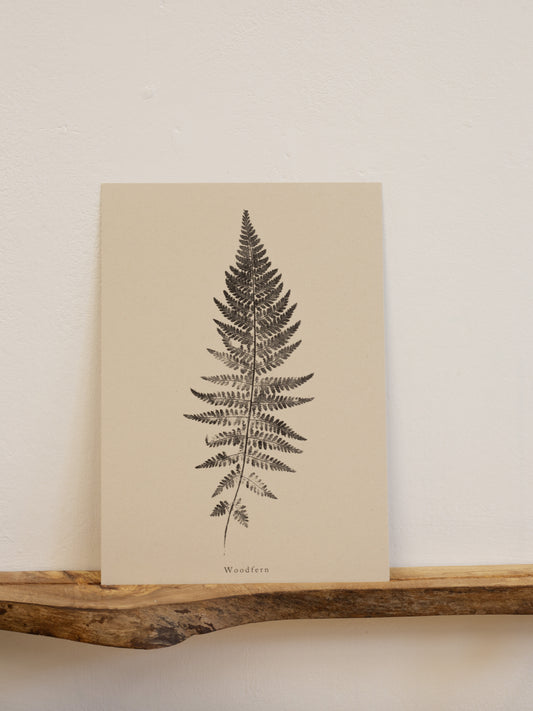 Woodfern - Botanical Art Print